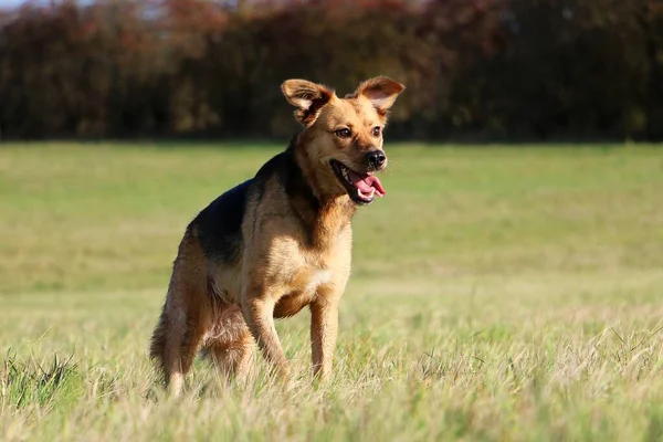 Schöner Gemischter Schäferhund Läuft Einem Herbsttag Auf Einem Feld — Stockfoto