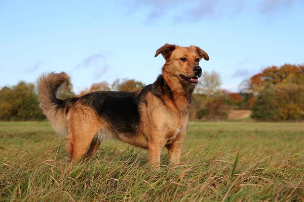 Güzel Alman Çoban Köpeği Bir Tarlada Duruyor — Stok fotoğraf