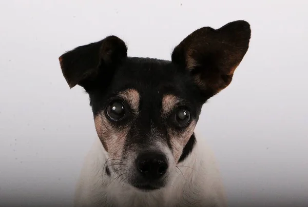 Vackert Huvud Porträtt Från Liten Jack Russel Terrier Den Vita — Stockfoto