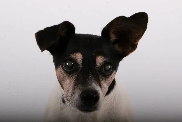 Frumos Cap Portret Mic Jack Russel Terrier Studioul Alb — Fotografie, imagine de stoc