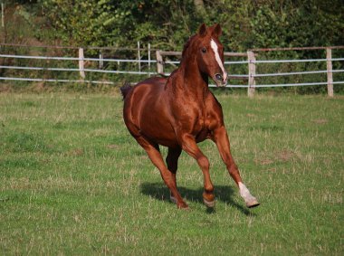 Güzel kahverengi at çayırda koşuyor.