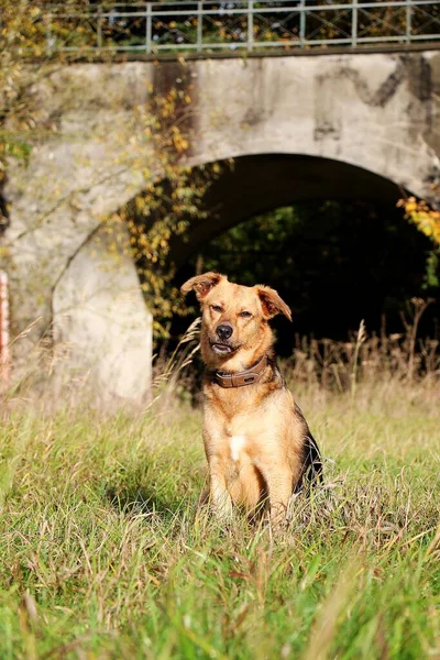 Krásný Pastýř Pes Sedí Poli Před Mostem — Stock fotografie