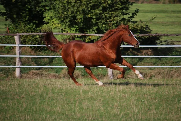 Hermoso Caballo Marrón Está Corriendo Paddock — Foto de Stock