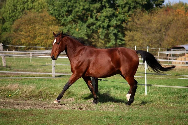 Hermoso Caballo Barrio Marrón Está Corriendo Paddock Sol —  Fotos de Stock