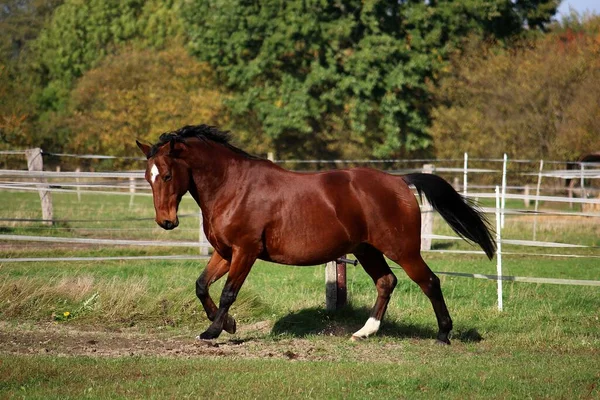 美しい茶色の四分の1馬が日差しの中のパドックで走っています — ストック写真