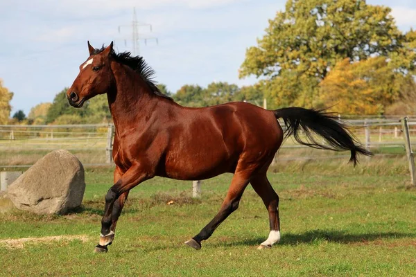 Hermoso Caballo Barrio Marrón Está Corriendo Paddock Sol —  Fotos de Stock