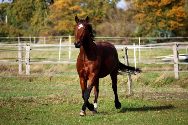 Mooi Bruin Kwartje Paard Loopt Paddock Zon — Stockfoto