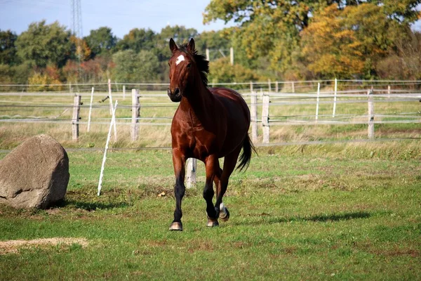 Vacker Brun Kvartalet Häst Körs Paddock Solskenet — Stockfoto