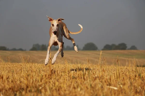 Αστείο Καφέ Galgo Πηδάει Πάνω Από Ένα Πεδίο Stubble — Φωτογραφία Αρχείου