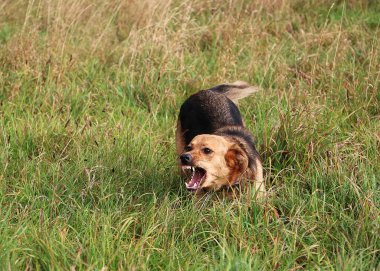 Parkta ağzı açık dolaşan kötü bir çoban.