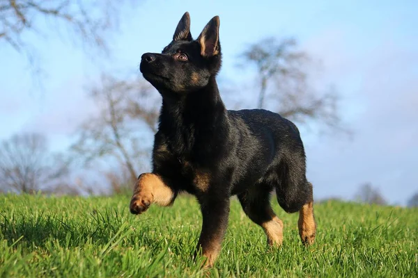 Small Black German Shepherd Puppy Running Garden — Stock Photo, Image