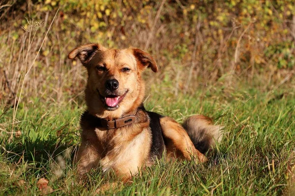 Krásný Smíšený Pes Leží Parku — Stock fotografie