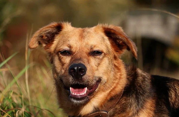 Parktaki Güzel Kahverengi Çoban Köpeği Kafası Portresi — Stok fotoğraf