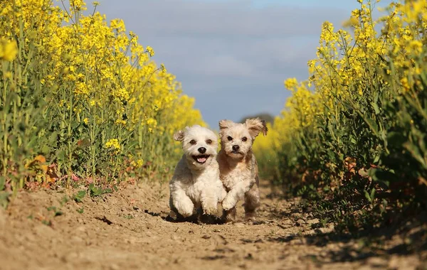 Dois Cães Pequenos Estão Correndo Juntos Campo Sementes Colza — Fotografia de Stock