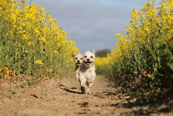 Dois Cães Pequenos Estão Correndo Juntos Campo Sementes Colza — Fotografia de Stock