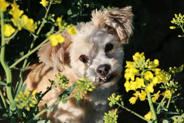 Όμορφο Μικρό Καφέ Μικτή Σκυλί Κάθεται Ένα Χωράφι Σπόρων Ελαιοκράμβης — Φωτογραφία Αρχείου