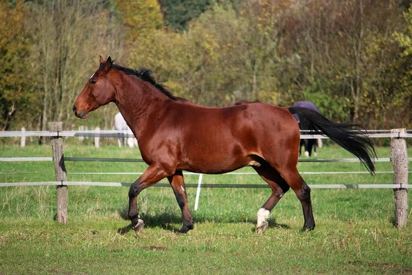 Hermoso Caballo Cuarto Marrón Con Pelo Negro Ejecuta Paddock —  Fotos de Stock