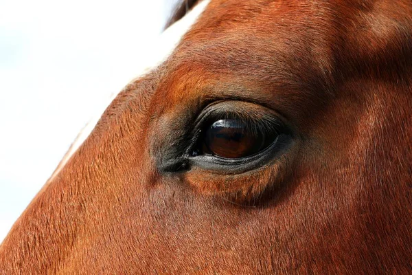 Gros Plan Oeil Brun Cheval Quartier Brun — Photo