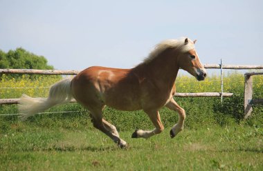 Güzel haflinger atı gün ışığında çayırda koşuyor.