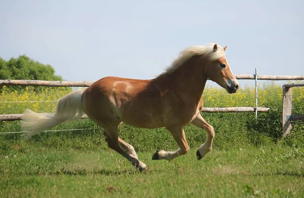 Schönes Haflinger Pferd Läuft Auf Der Koppel Der Sonne — Stockfoto