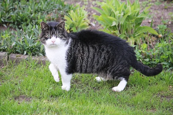 Güzel, küçük, kısa bir kedi bir çiçek tarlasının önünde duruyor.