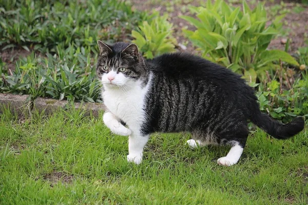아름다운 고양이가 정원에 있습니다 — 스톡 사진