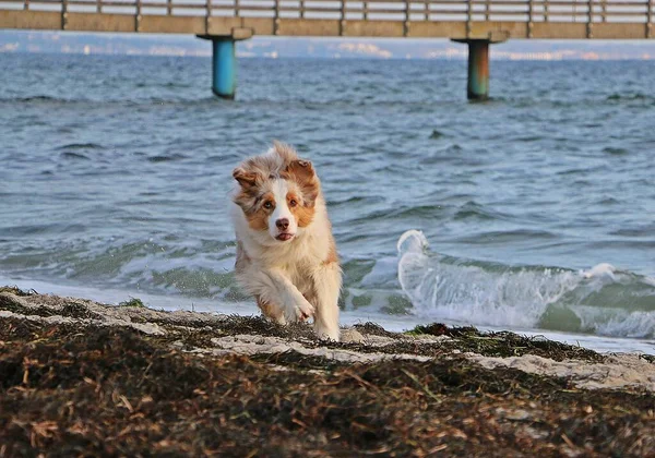 Vackra Australiska Herde Körs Stranden — Stockfoto