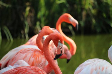 Suda duran bir grup pembe flamingo portresi var.