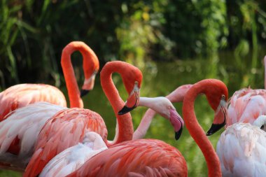 Suda duran bir grup pembe flamingo portresi var.