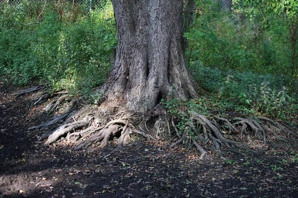 靠近一棵有很多树根的大树 — 图库照片