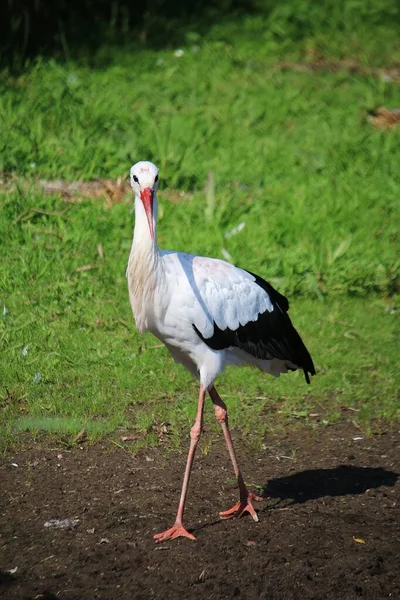 Petite Cigogne Allemande Marche Sur Champ — Photo