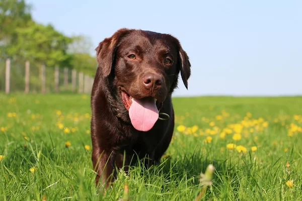 Marrón Labrador Retriever Está Caminando Hierba Alta Con Dientes León — Foto de Stock