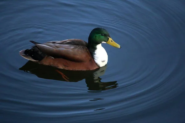 Pato Colorido Está Nadando Mar — Foto de Stock