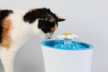 Üç renkli kedi, elektrikli bir çeşmeden tatlı su içer.