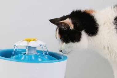 Üç renkli kedi, elektrikli bir çeşmeden tatlı su içer.