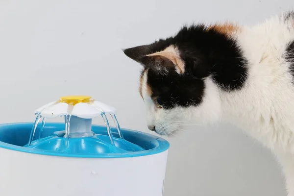 Üç renkli kedi, elektrikli bir çeşmeden tatlı su içer.