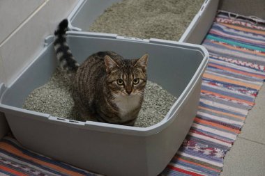  Küçük güzel kedi kumlukta oturuyor.