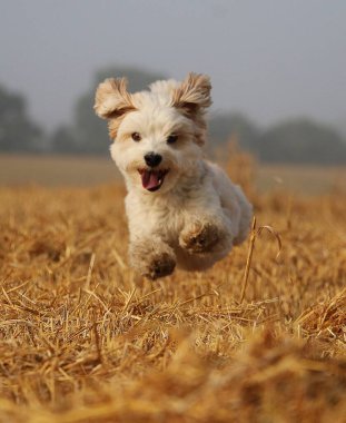 Küçük kahverengi karışık köpek sabahın erken saatlerinde bir sakal tarlasında pul pul olur.