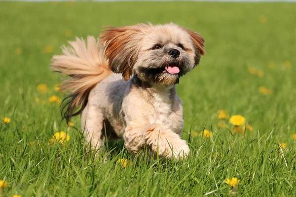 Μικρό Καφέ Lhasa Apso Τρέχει Ένα Πεδίο Κίτρινες Πικραλίδες — Φωτογραφία Αρχείου