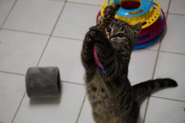 Güzel Küçük Kedi Yavrusu Tüylü Bir Oyuncakla Oynuyor — Stok fotoğraf