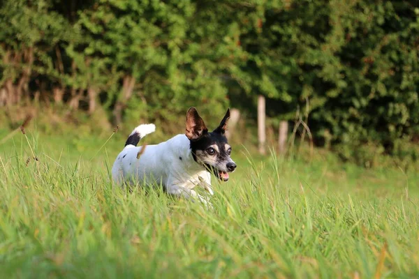 Pequeño Jack Russell Terrier Está Corriendo Parque — Foto de Stock