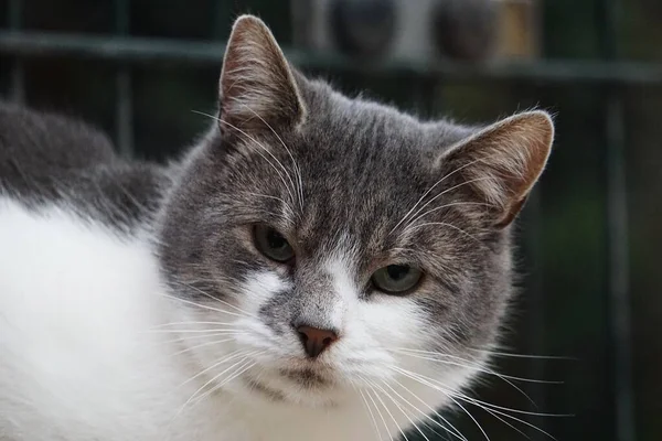 Belo Retrato Cabeça Gato Cinza Branco — Fotografia de Stock