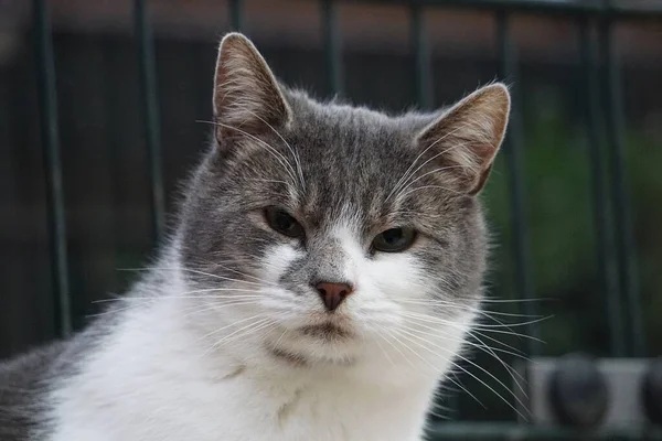 Hermoso Retrato Cabeza Gato Gris Blanco — Foto de Stock