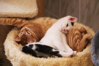 İki güzel kedi yavrusu bir tırmalama direğinde uzanıyor ve sarılıyorlar.