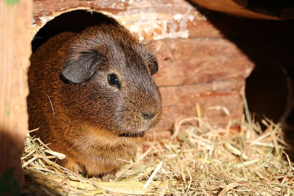美丽的小豚鼠正在谷仓里向外张望 — 图库照片
