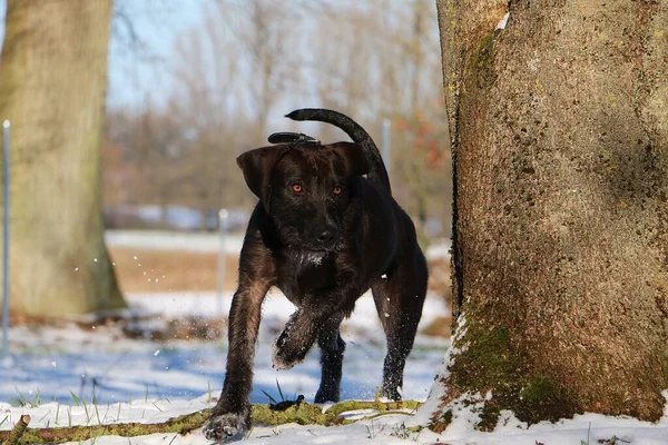 Beautiful Brown Mixed Dog Running Forest Full Snow — Stock Photo, Image