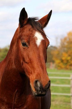 Çayırdaki kahverengi attan güzel bir kafa portresi