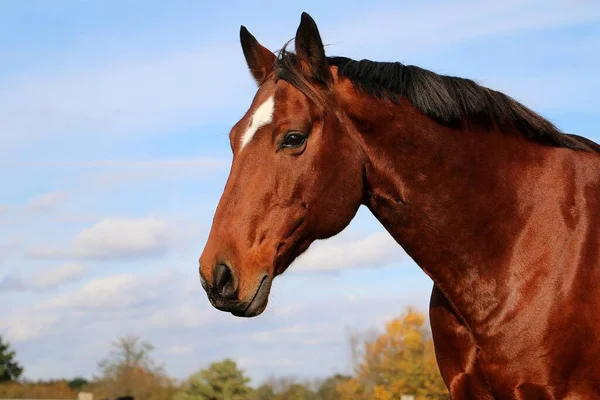 Bellissimo Ritratto Della Testa Cavallo Del Quartiere Marrone Sul Paddock — Foto Stock