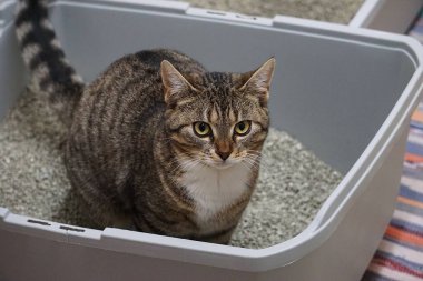 Küçük güzel kedi kumlukta oturuyor.