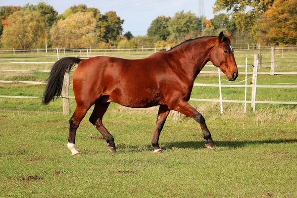 beautiful brown quarter horse is trotting on the paddock